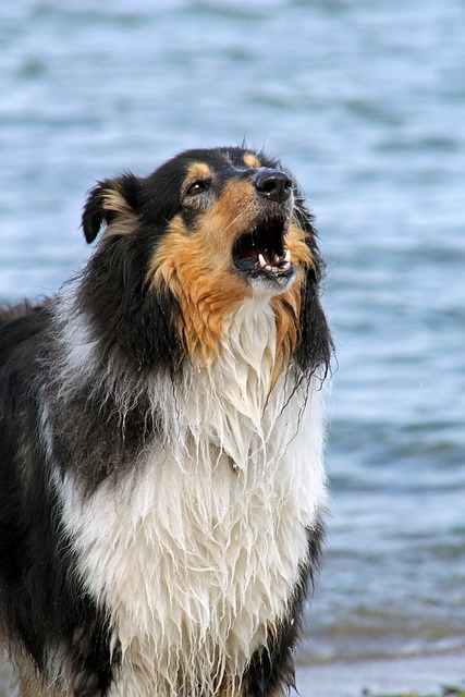 collie 370023 640