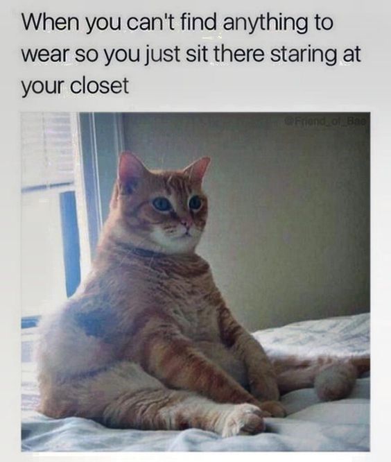 Feline Funnies: A Collection Of Cat Memes That'll Make You ROFL