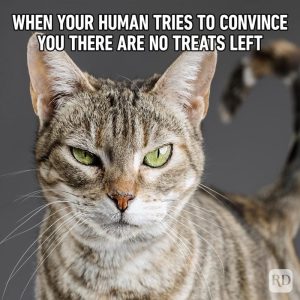 Feline Funnies: A Collection Of Cat Memes That'll Make You ROFL