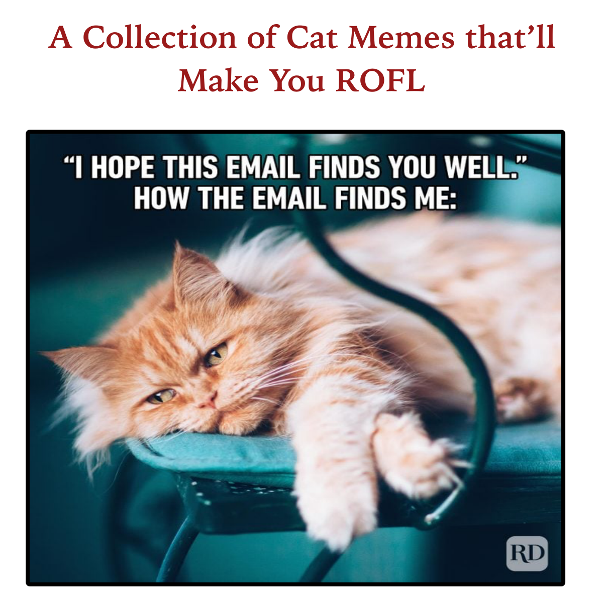 Feline Funnies: A Collection of Cat Memes that’ll Make You ROFL