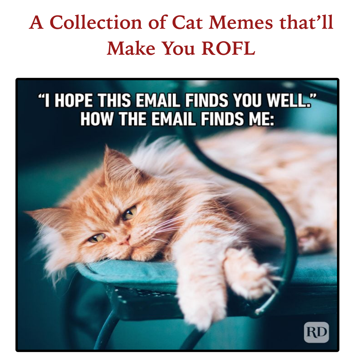 You Won't Believe the Cute Cat Memes We Found for You!